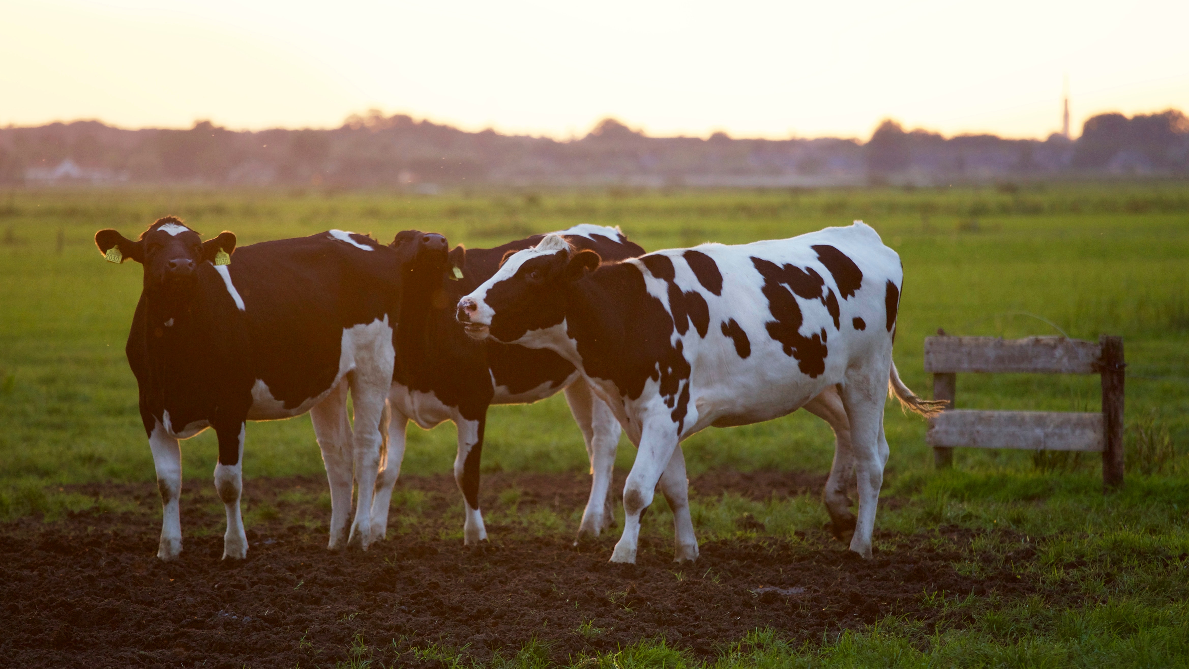 Zelfmoord onder boeren