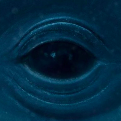 Blue whale challenge
