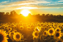zonnebloemen 