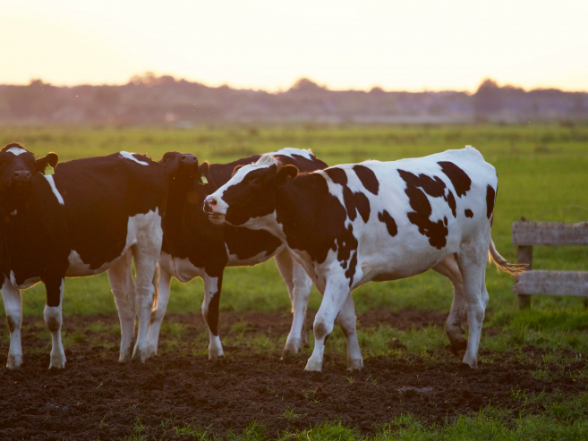 Zelfmoord onder boeren